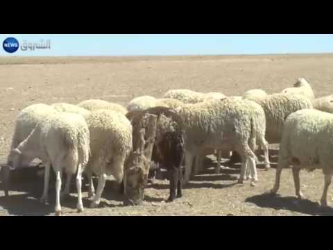 بالفيديو انطلاق عملية القراس تحضيرا لعيد الأضحى