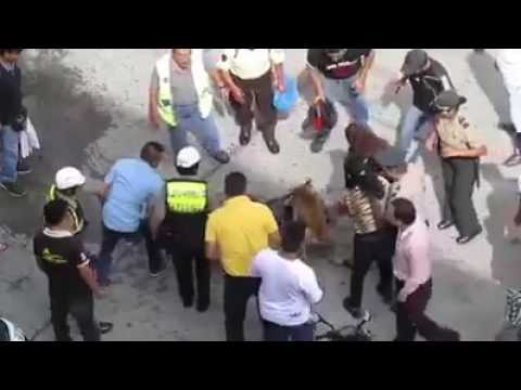 بالفيديو شاهد خناقة عنيفة بين كلاب الشوارع تنتهي بكارثة