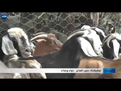 بالفيديو شاهد حليب الماعز دواء وغذاء