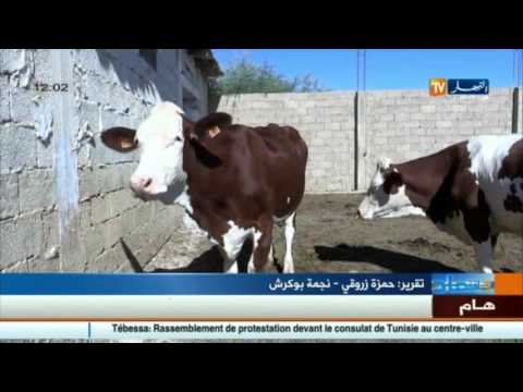 بالفيديو شاهد الأخبار الإقتصادية الجزائرية  ليوم 16 آب 2016