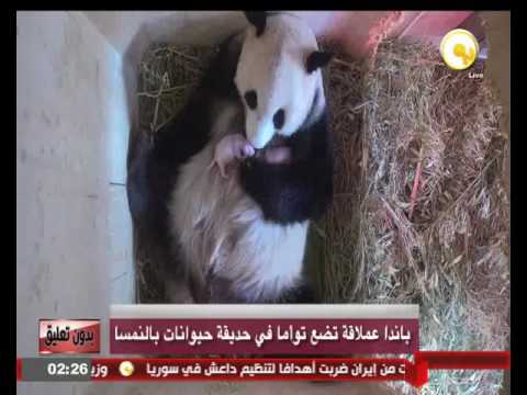 شاهد باندا عملاقة تضع توأمًا في حديقة حيوانات النمسا