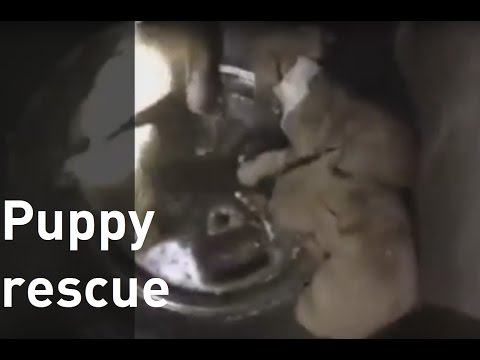 المطافئ تنقذ حياة 6 كلاب في ولاية أوكلاهوما الأميركية