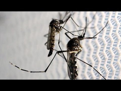 شاهد إصابات جديدة بفيروس زيكا في فلوريدا