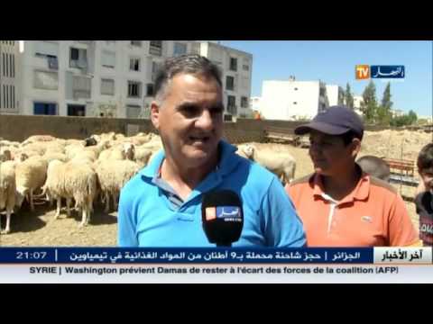 اسعار المواشي مستقرة و الاقبال عليها ضعيف