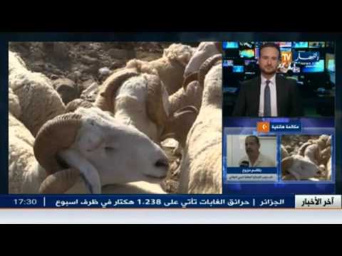 اقبال على شراء الأضاحي مبكراو أسعار معقولة عند المستثمرين