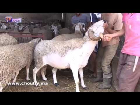 بالفيديو شراء الأضحية لدى ذوي الدخل المحدود حلم جديد