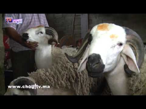 بالفيديو  ارتفاع مثير في أسعار أضاحي العيد