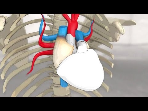 القلب الاصطناعي يعمل كقلب الإنسان ببطينيه ونبضاته