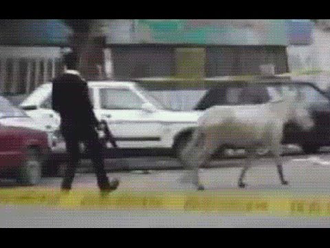 ضابط يلاحق حمارًا لمنعه من تفجير قنبلة محلية