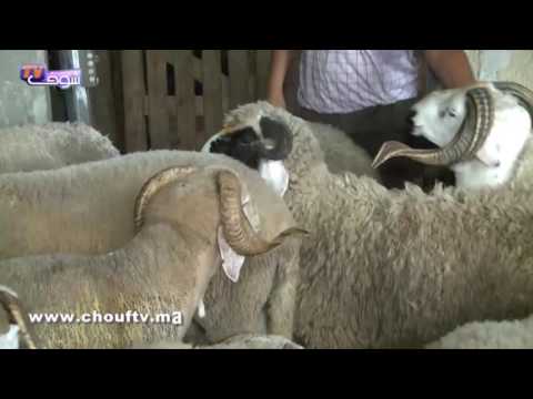 ارتفاع ملحوظ في أسعار أضاحي العيد في المغرب