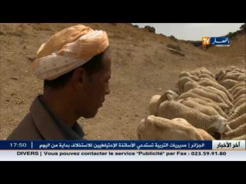 اخر اخبار قضايا المجتمع الجزائري 19