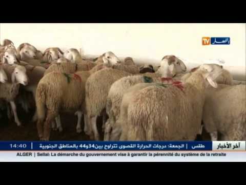 إفتتاح نقاط بيع الكباش التابعة للدولة