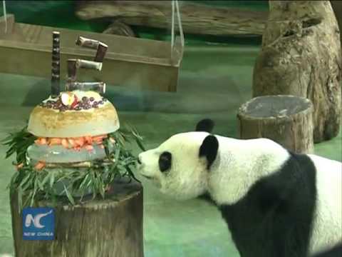 حديقة حيوان تحتفل لعيد ميلاد  البندا 