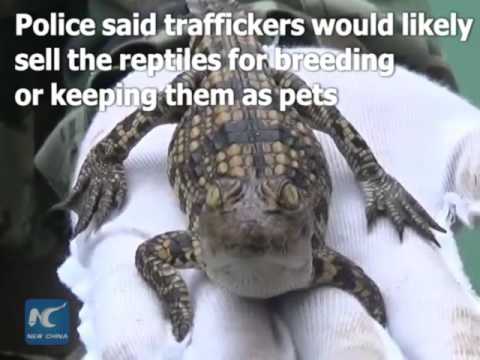 شرطة الحدود الصينية تنقذ 940 من صغار التماسيح المهددة بالانقراض