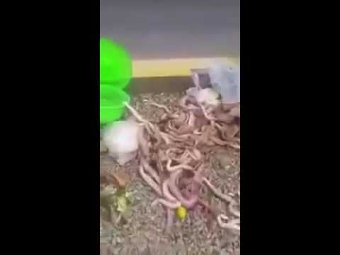 العثور علي كمية هائلة من الثعابين داخل اغراض حاج بالسعودية