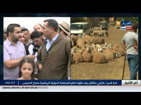 رصد اسعار الأضاحي في سوق الأربعاء