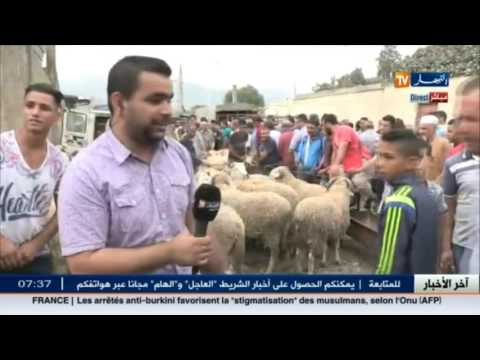 آراء المواطن حول أسعار الأضاحي