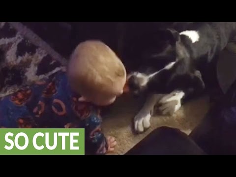 براءة الأطفال عند مداعبة الكلاب لهم