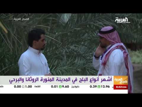 مزارع النخيل تنتشر في المدينة المنورة حتى وسط الأحياء