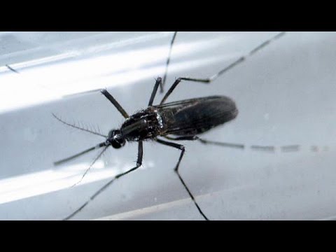 منظمة الصحة العالمية توصي بحماية جنسية مشددة للقضاء على زيكا