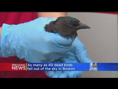 شاهد ذعر يصيب طائرة بريطانية بعد هتاف مهاجر مرحل الله أكبر