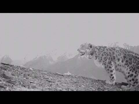 بالفيديو مشروع لحماية النمور الثلجية من الإنقراض في أفغانستان
