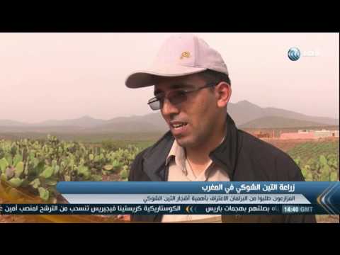 تعرف على فوائد زيت التين الشوكي