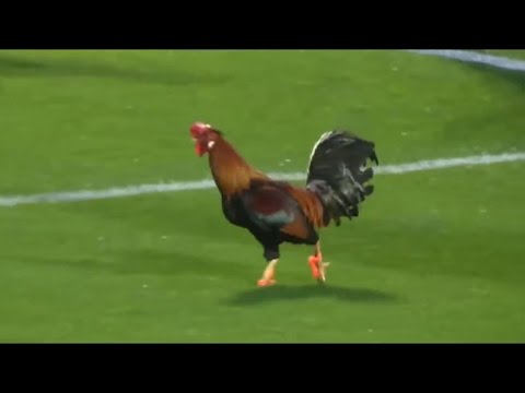 بالفيديو  حيوانات اقتحمت الملاعب بعفوية