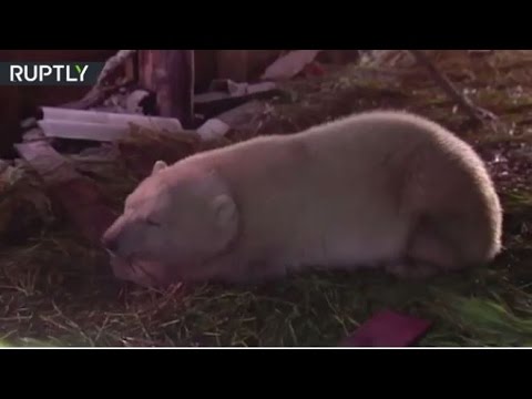 بالفيديو  نقل دب يتيم من الشرق الأقصى إلى موسكو جوًا