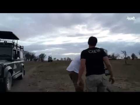 الاثارة والخوف يجتمعان في البحث عن أسود سرنغيتي