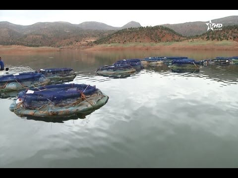 تقنية الأقفاص العائمة لصيد وتربية الأسماك