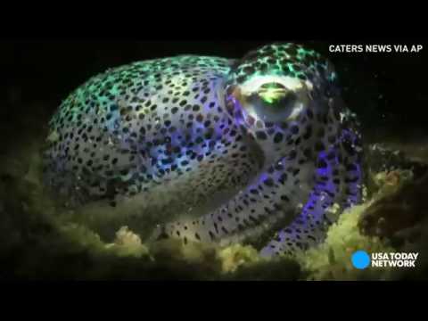 طريقة اختباء الحبار فى الرمال