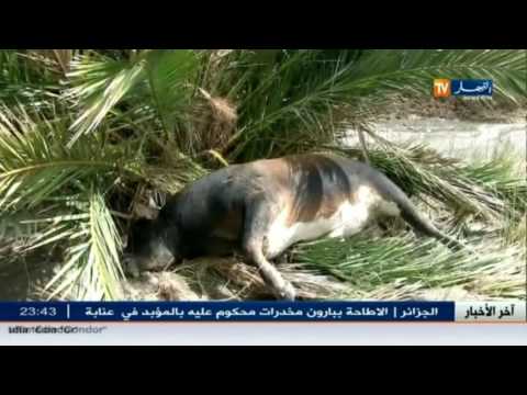 بالفيديو خسائر مادية كبيرة في واحات النخيل