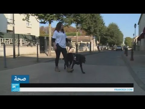 تدريب الكلاب المكفوفين