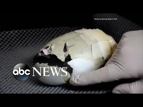 سيدة تنقذ حياة جنين طائر كيوي بشريط لاصق