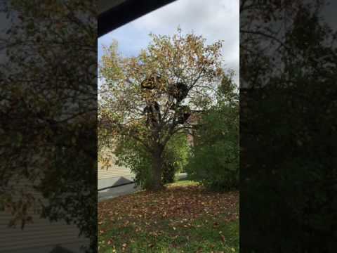 دبة تنزه أشبالها على شجرة في حديقة منزل