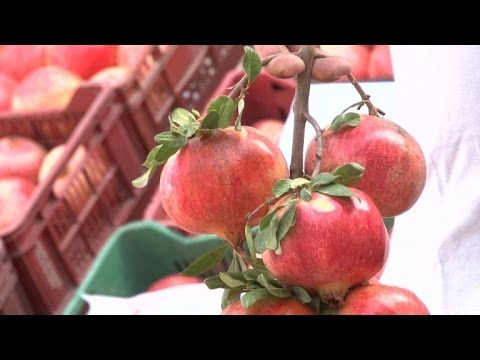 رمان منطقة تستور التونسية مفيد للصحة