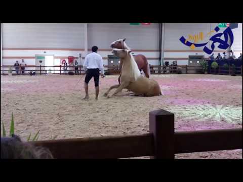 بالفيديو مدرّب يؤدّي حركات مميّزة وجميلة مع حصانه
