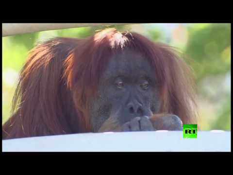 الأورانغوتان الأكبر سنًا في العالم