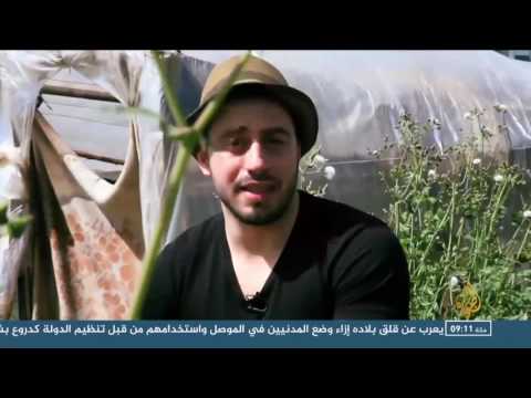 تعرف على الزعتر مفرح الجبال وفوائده الطبية