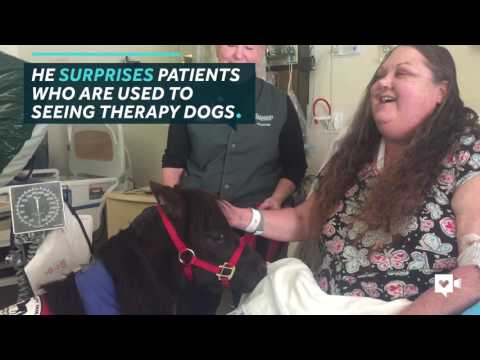 بالفيديو  حصان صغير يساعد المرضى على الشفاء في أميركا