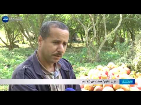 رمان الدردار سيدة الفواكه تسجل تراجعًا في المنتوج