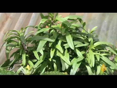 بالفيديو  الزعتر فوائده وأضراره