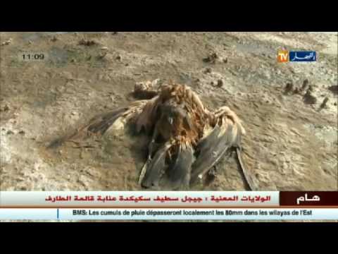 شاهد فيروس أنفلونزا الطيور يعود في بحيرة المنيعة