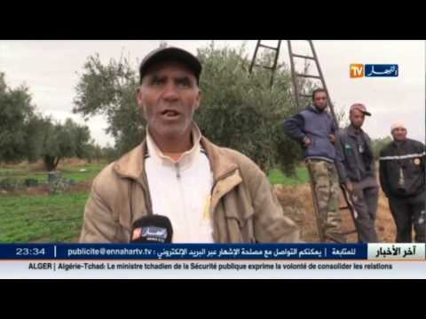 بالفيديو وفرة إنتاج الزيتون في سيدي بلعباس رغم الصعوبات