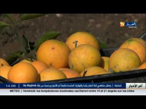 تلف محصول البرتقال بسبب الجفاف في البليدة