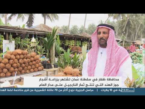 تعرف على أسباب إقبال المواطنون على شجرة جوز الهند في صلالة