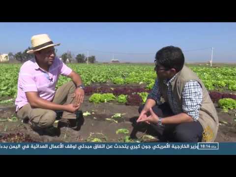 بالفيديو  تعرف على فوائد الخس