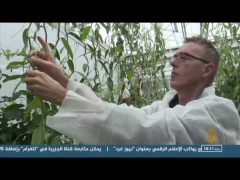 بالفيديو  تعرف على الفوائد الصحية والنفسية للزراعة المنزلية