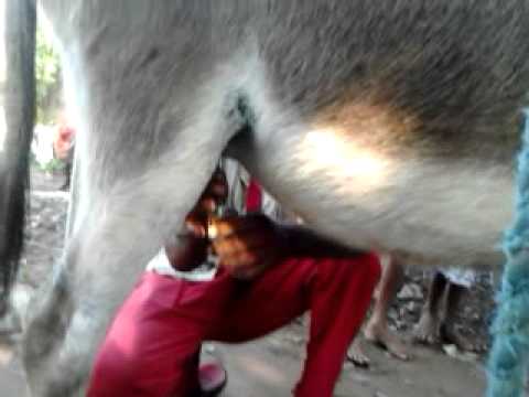 بالفيديو تعرّف على الفوائد الخيالية لـ لبن الحمير النادر